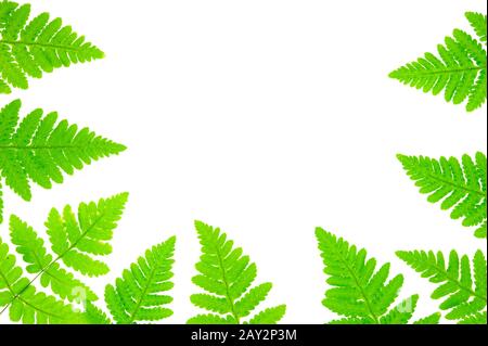 Feuilles de chêne commun (Gymnocarpium dryopteris) isolées sur blanc. Banque D'Images