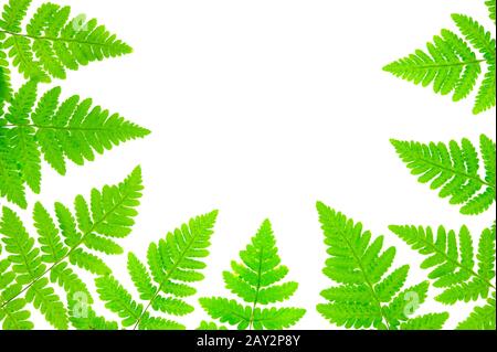 Feuille commune de chêne fern (Gymnocarpium dryopteris) isolée sur blanc. Banque D'Images