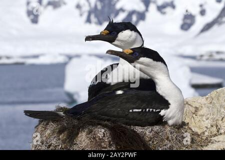 Paire de blue-eyed cormorans Antarctique assis dans le nid Banque D'Images