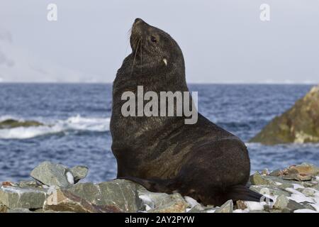 Le phoque à fourrure, qui est située sur une plage des îles de l'Antarctique Banque D'Images