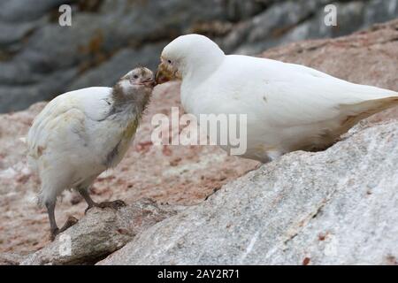 Femme Sheathbill enneigés ou Chionis albus qui nourrit les poussins Banque D'Images