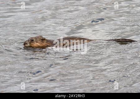 Le rat musqué qui flotte sur le lac au printemps Banque D'Images