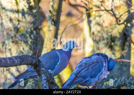 Paire de pigeons de bois assis sur une branche d'arbre Banque D'Images