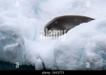 Joint de crabiers dormir sur un petit iceberg flottant Banque D'Images