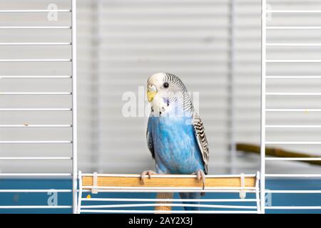 Portrait d'un jeune mâle bleu en cage Banque D'Images