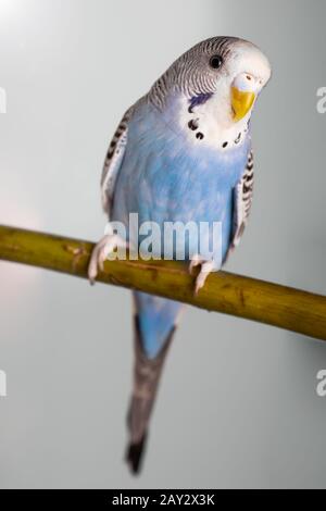 Portrait d'un jeune mâle bleu en cage Banque D'Images