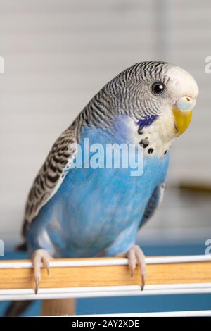 Portrait d'un jeune mâle bleu en cage Banque D'Images