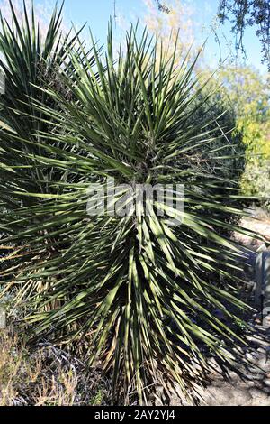 Le Dagger espagnol, Yucca treuleana, originaire du sud-est des États-Unis Banque D'Images