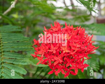 fleur de pointe, pic de fleur rouge et feuilles vertes. fleur de pointe dans le jardin avec fond naturel Banque D'Images