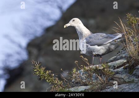 La mouette aidée est assise sur la pente de la rive de la baie Banque D'Images