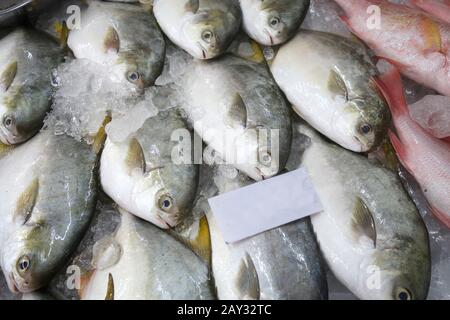 Les poissons Pomfret couvrent avec de la glace en vente Banque D'Images