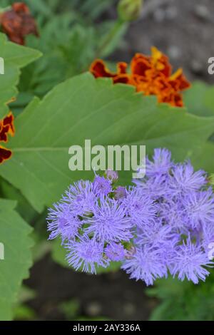 Ageratum Mexicain. Ageratum houstonianum. Ageratum houstonianum. Fleur bleue. Gros plan Banque D'Images