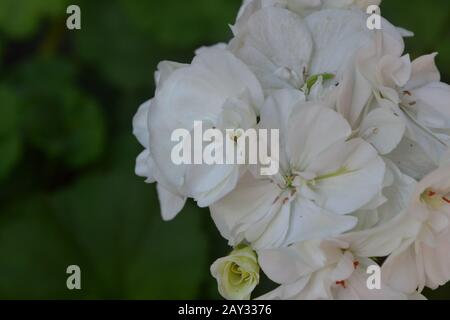 Géraniums blancs. Pélargonium. Plantes de jardin. Fleurs. Une maison utile. Belle inflorescence. Horizontal. Sur fond flou Banque D'Images