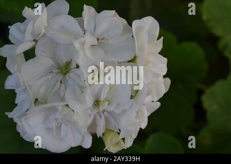 Géraniums blancs. Pélargonium. Plantes de jardin. Fleurs. Plante utile. Inflorescence. Photo horizontale. Sur fond flou Banque D'Images