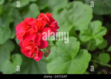 Pélargonium. Plantes de jardin. Géraniums roses. Fleurs. Une maison utile. Photo horizontale. Sur fond flou Banque D'Images