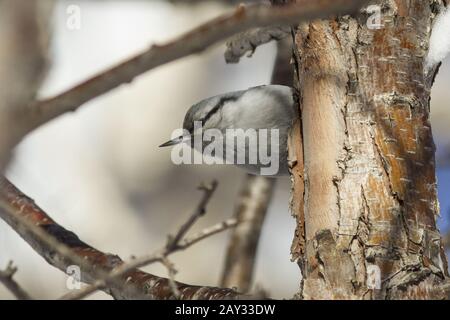 nuthatch assis sur le tronc de l'hiver de bouleau en pierre Banque D'Images