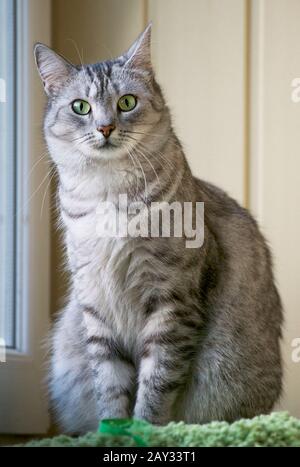 Chat sérieux gris assis sur la terrasse avec place pour le texte. Chat domestique Banque D'Images
