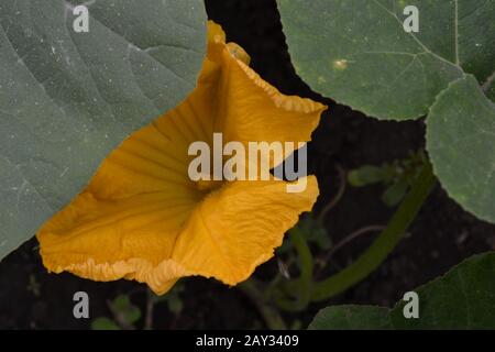 Courgettes. Cucurbita pepo ssp. Pepo. Légumes utiles. Feuilles vertes. Courgettes de buissons dans le jardin. Courgettes fleurit parmi les feuilles. Jardin, terrain, Banque D'Images