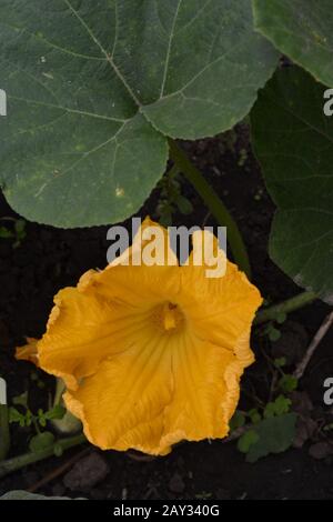 Courgettes. Cucurbita pepo ssp. Pepo. Légumes utiles. Feuilles vertes. Courgettes de buissons dans le jardin. Courgettes fleurit parmi les feuilles. Jardin, jardin Banque D'Images