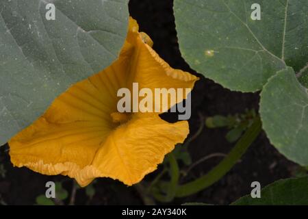 Courgettes. Cucurbita pepo ssp. Pepo. Légumes utiles. Feuilles vertes. Courgettes de buissons dans le jardin. Courgettes fleurit parmi les feuilles. Jardin, terrain, Banque D'Images