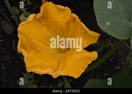 Courgettes. Cucurbita pepo ssp. Pepo. Légumes utiles. Feuilles vertes. Courgettes de buissons dans le jardin. Courgettes fleurit parmi les feuilles. Jardin, terrain, Banque D'Images