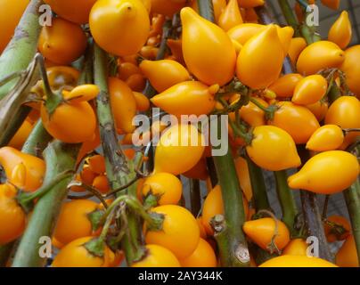 Solanum mammosum croissant dans le jardin Banque D'Images