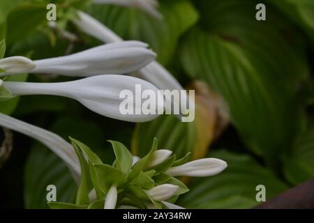 Hosta. Hosta plantaginea. Hemerocallis japonica. Les grandes feuilles sont de couleur verte. Fleur blanche semblable à un nénuphars. Jardin. Flowerbed. Fleurs. Beau Fu Banque D'Images