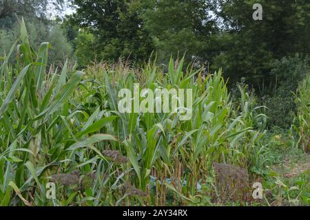 Maïs. Zea mays subsp. Mays. Le maïs pousse dans le jardin. Fleurs maïs. Ferme. Champ. Jardin Banque D'Images