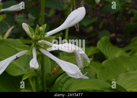 Hosta. Hosta plantaginea. Hemerocallis japonica. Les grandes feuilles sont de couleur verte. Fleur blanche semblable à un nénuphars. Jardin. Flowerbed Banque D'Images