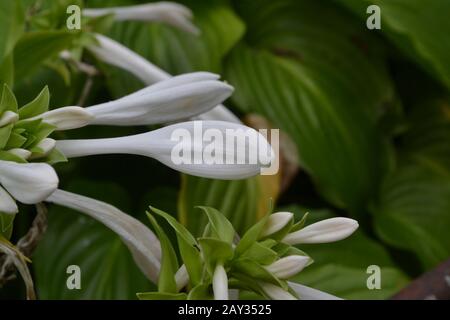 Hosta. Hosta plantaginea. Hemerocallis japonica. Buissons fleuris. Les grandes feuilles sont de couleur verte. Fleur blanche semblable à un nénuphars. Jardin Banque D'Images