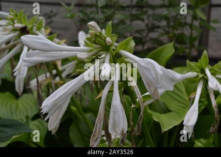 Hosta. Hosta plantaginea. Hemerocallis japonica. Buissons fleuris. Les grandes feuilles sont de couleur verte. Fleur blanche semblable à un nénuphars. Jardin. Fleurs. Beau Banque D'Images