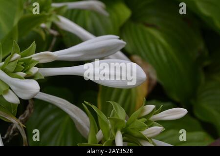 Hosta. Hosta plantaginea. Hemerocallis japonica. Buissons fleuris. Les grandes feuilles sont de couleur verte. Fleur blanche semblable à un nénuphars. Jardin. Flowerbed Banque D'Images
