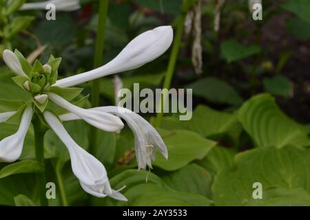 Hosta. Hosta plantaginea. Hemerocallis japonica. Les grandes feuilles sont de couleur verte. Fleur blanche semblable à un nénuphars. Flowerbed. Fleurs. Belles plantes Banque D'Images