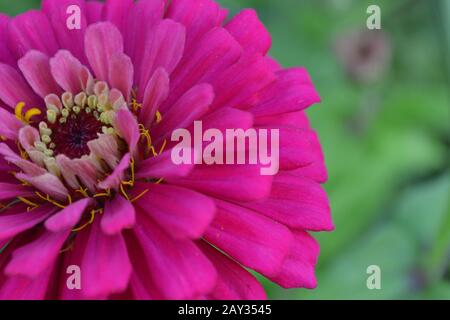 Fleur majeure. Zinnia elegans. Fleur rose. Gros plan. Sur fond flou. Jardin. Champ. Floriculture. Photo horizontale Banque D'Images