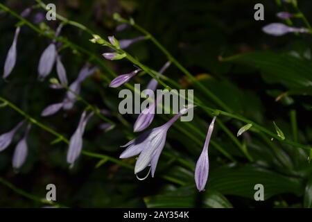 Hosta. Hosta plantaginea. Hemerocallis japonica. Buissons fleuris. Les grandes feuilles sont de couleur verte. Fleur violette semblable à un nénuphars. Jardin. Flowerbed. F Banque D'Images