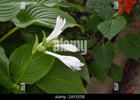 Hosta. Hosta plantaginea. Hemerocallis japonica. Buissons fleuris. Les grandes feuilles sont de couleur verte. Fleur blanche semblable à un nénuphars. Jardin. Flowerbed. Ho Banque D'Images