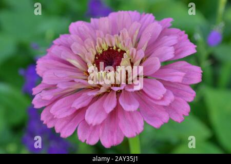 Fleur majeure. Zinnia elegans. Fleur rose pâle. Gros plan. Sur fond flou. Jardin. Champ. Floriculture. Grand lit fleuri. Photo horizontale Banque D'Images