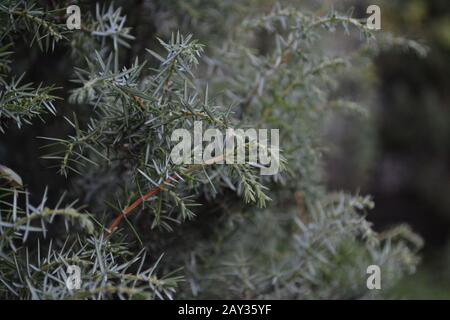 Juniper. Juniperus communis. Les branches d'un Juniper. Baies de Juniper. Jardin. Flowerbed. Photo horizontale Banque D'Images