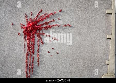 Roses rouges / fleurs sur un mur de maison partie de Banksy 'Valentines Day' graffiti / art, Marsh Lane, Lawrence Hill, Bristol - 14 février 2020. Banque D'Images