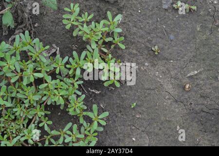 Purslane. Portolaca oleracea. Purslane pousse dans le jardin. Station de traitement. Jardin. Champ. Croissance. Agriculture. Horizontal Banque D'Images