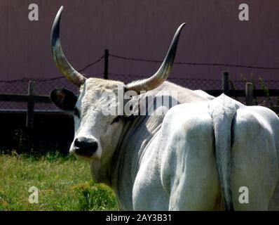 Tête de bétail grise hongroise et arrière sur une ferme avec de grandes cornes et une clôture de chaîne rouillée au-delà. Concept d'agriculture et de production de viande biologique. Banque D'Images