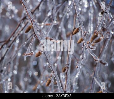 Arbres d'hiver brillants Banque D'Images