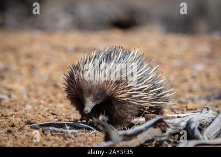 Echidna 2 Banque D'Images