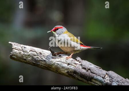 finch firetail brun rouge Banque D'Images