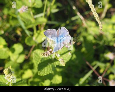 magnifique papillon coloré nourrissant des fleurs blanches Banque D'Images