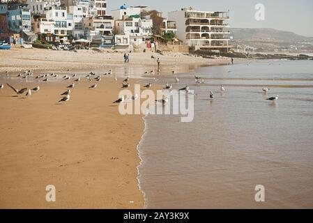 Dakhla, MAROC - 18 JANVIER 2020: Mouette brune devant l'océan avec des maisons en arrière-plan Banque D'Images