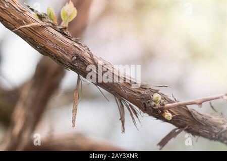 Jeunes pousses et feuilles de raisin vert tendre sur la vigne au printemps. Printemps Grape Vines - pousses vertes fraîches, la fleur de raisin peut être vue sur le vi Banque D'Images