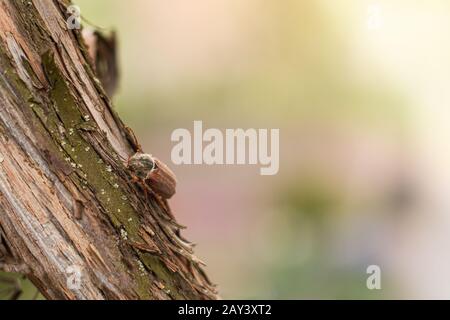 Chafer ou peut bug sur la vigne avec copyspace Banque D'Images