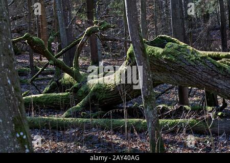 Forêt Primaire, Bialowieza, Pologne Banque D'Images