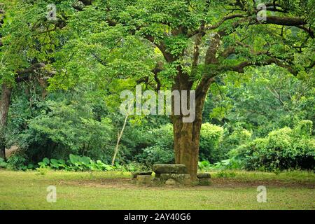 Lieu de repos sous grand arbre Banque D'Images